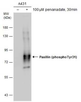 Western Blot: Paxillin [p Tyr31] Antibody [NBP3-13074]